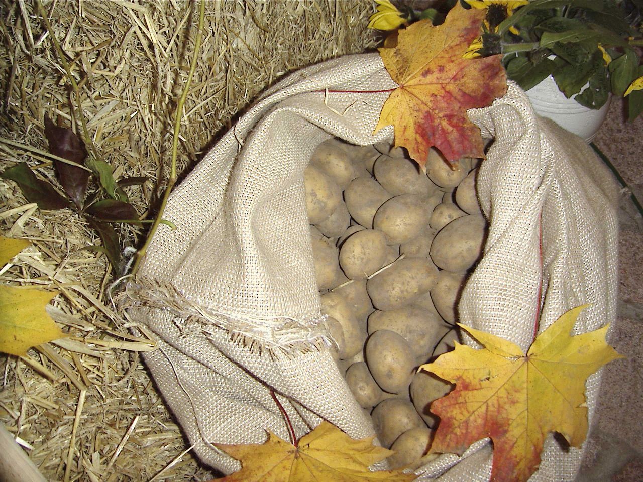 Erntedank5